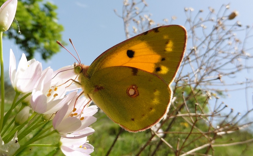 Colias crocea